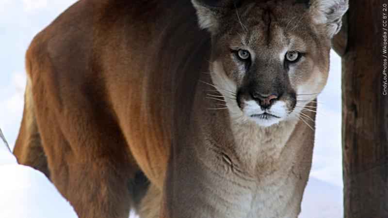 Cougar Sightings Creeping Up In Michigans Upper Peninsula