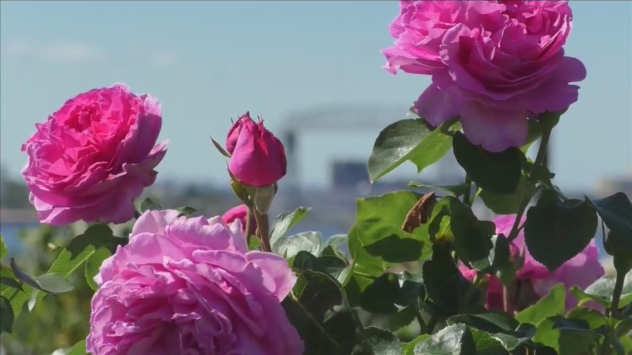 Picture of Pink Roses