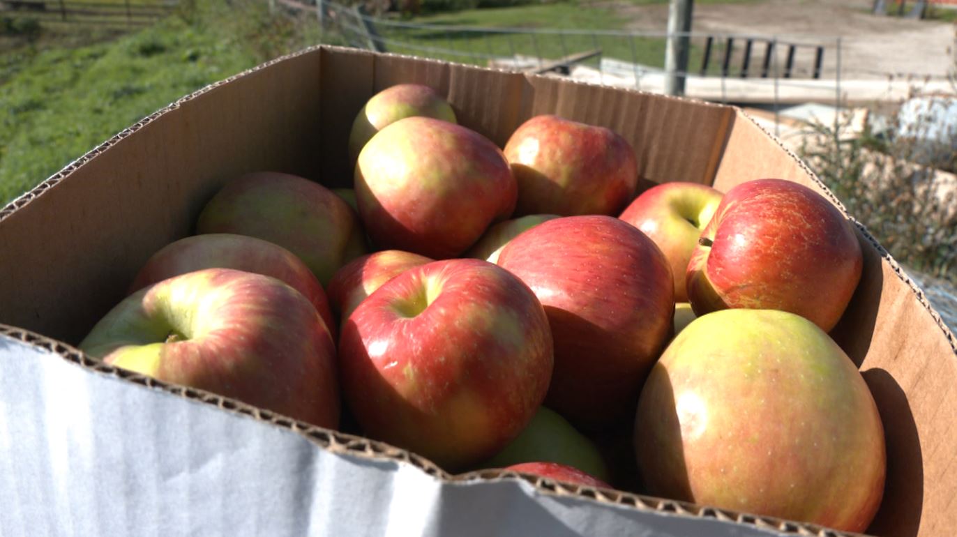 A box of Dixon's Honeycrisp apples