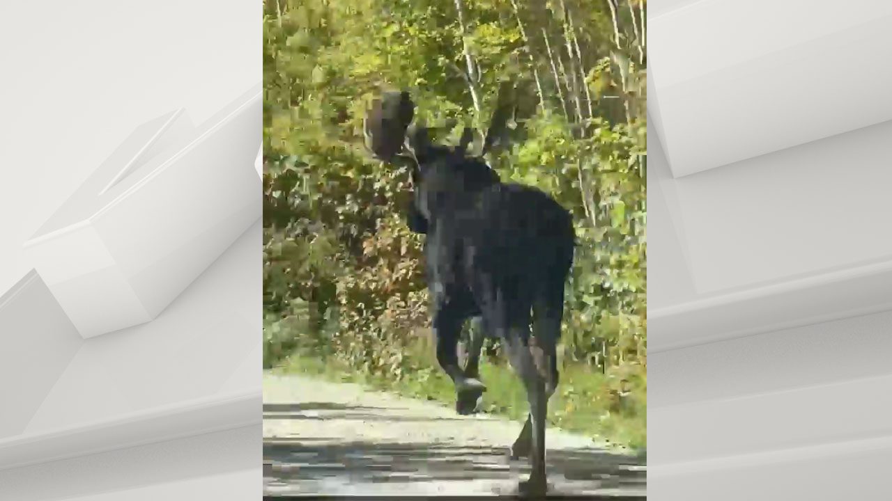 Moose running down dirt road