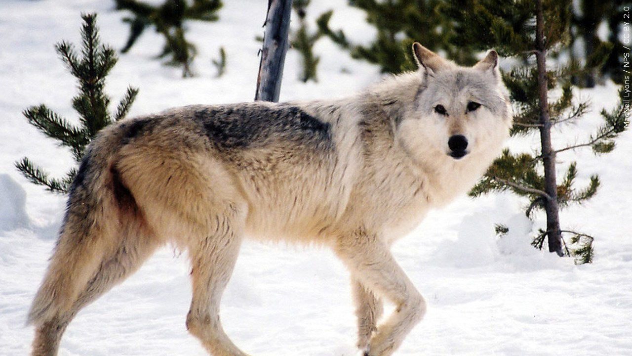 Minnesota Gray Wolf standing in snow