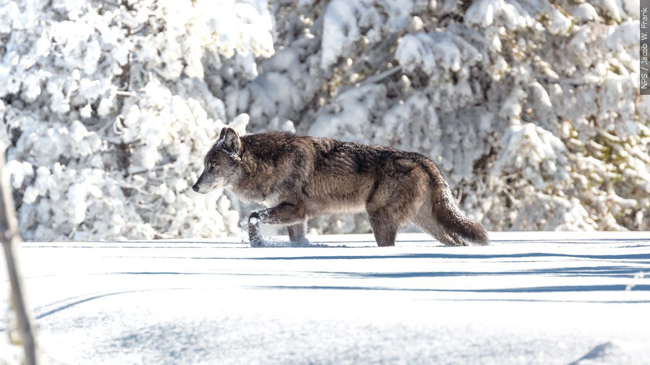 Wolf walking through fresh snow