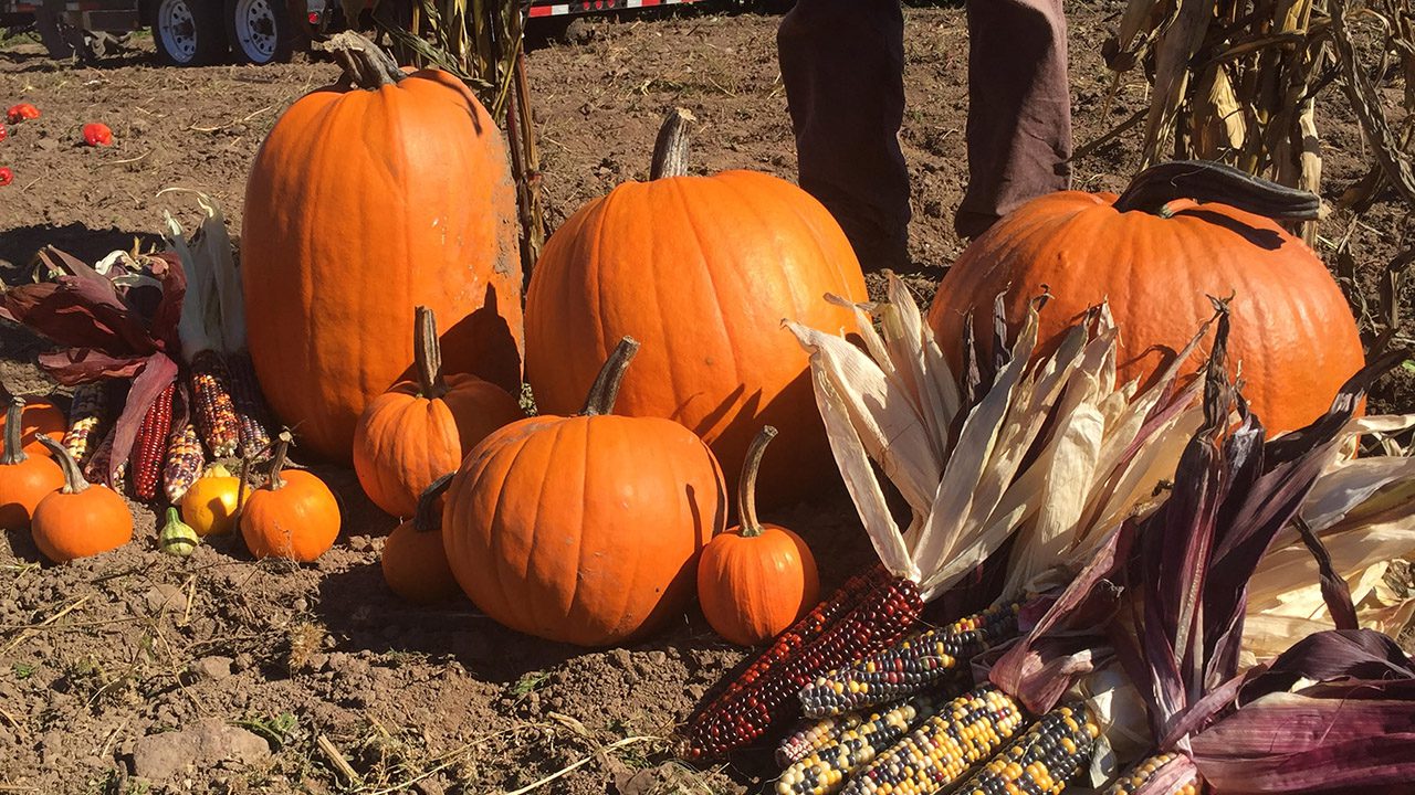 multiple sized pumpkins, corn stalks