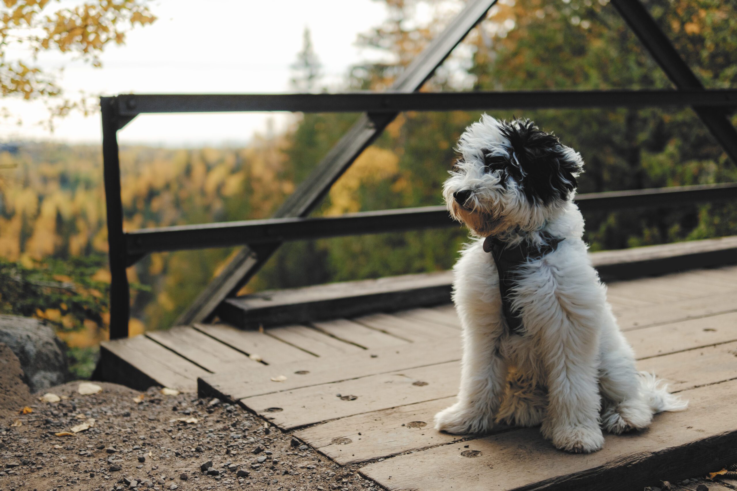 Dori the dog sits on the Poplar Bridge