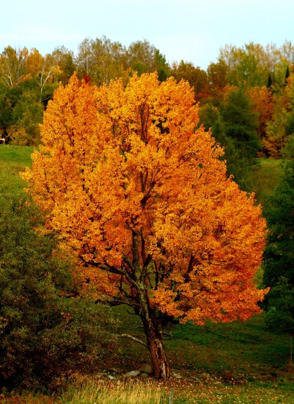 tree with all leaves full orange color with green field behind