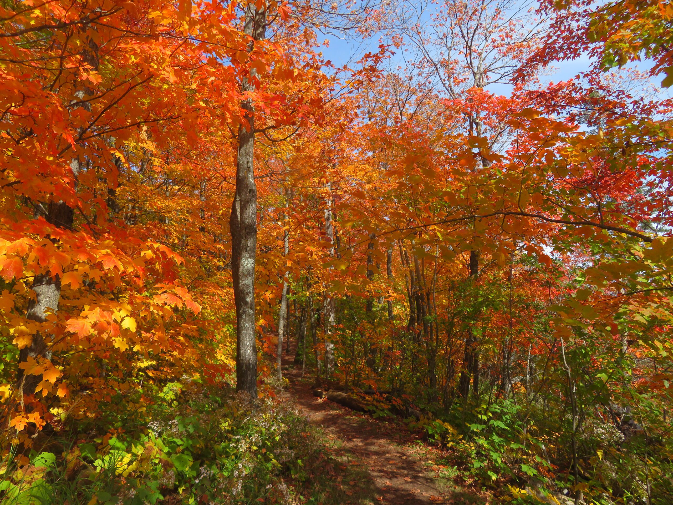 wooded trail through orange and red maple trees