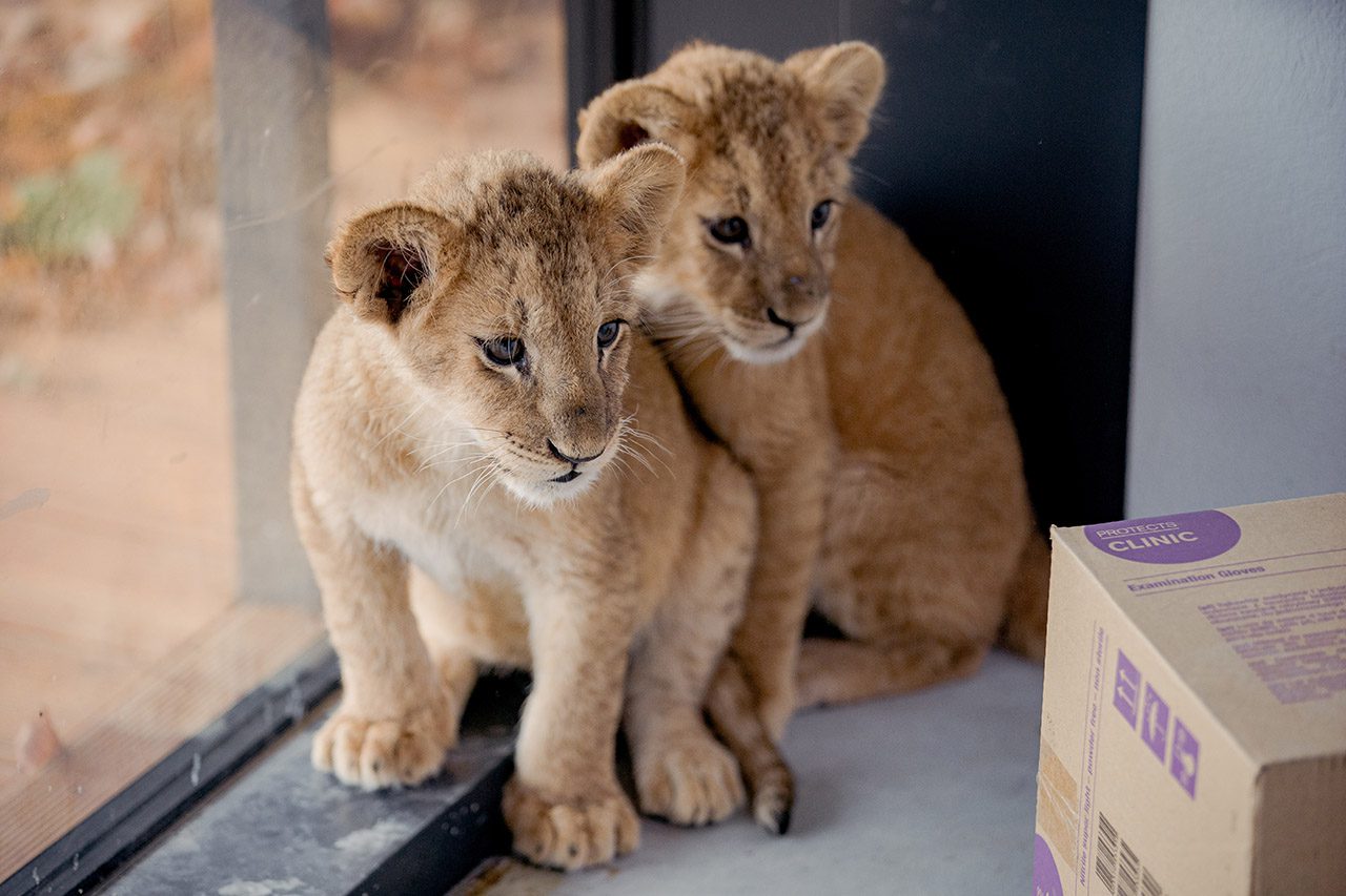Two lion cubs from Ukraine sit at a window
