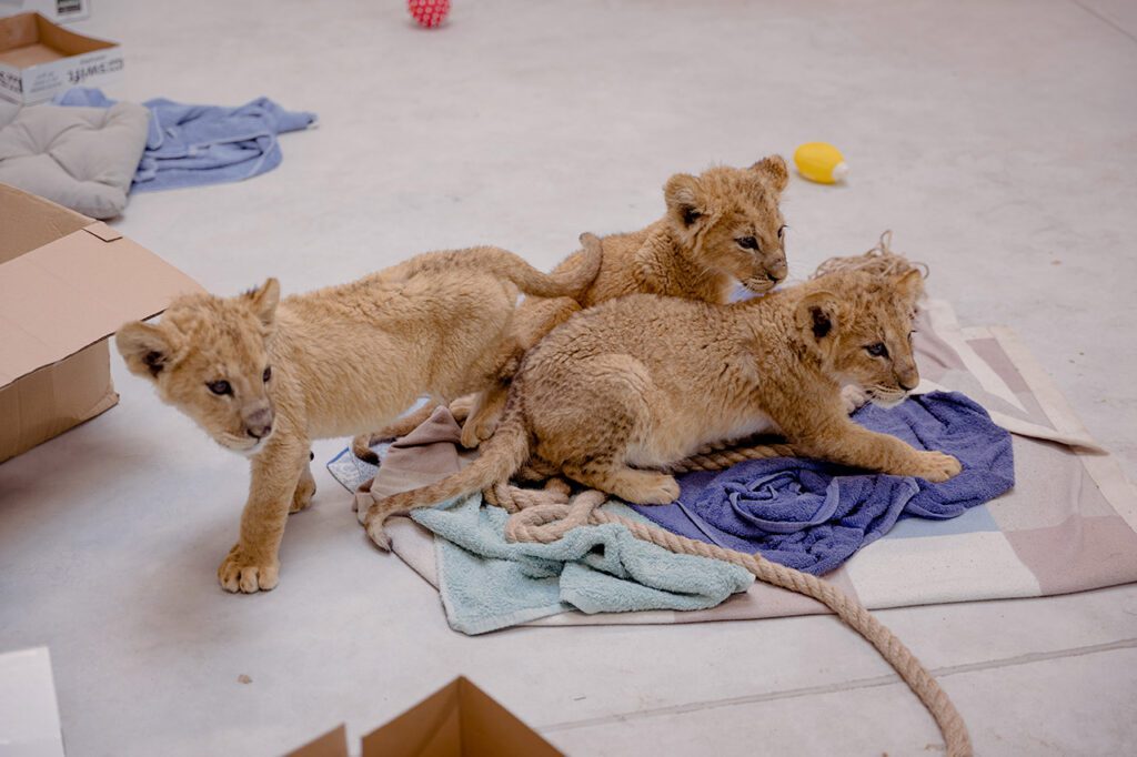 Lion cubs rescued from war in Ukraine at the Poznan Zoo. (Holly-Marie Cato)