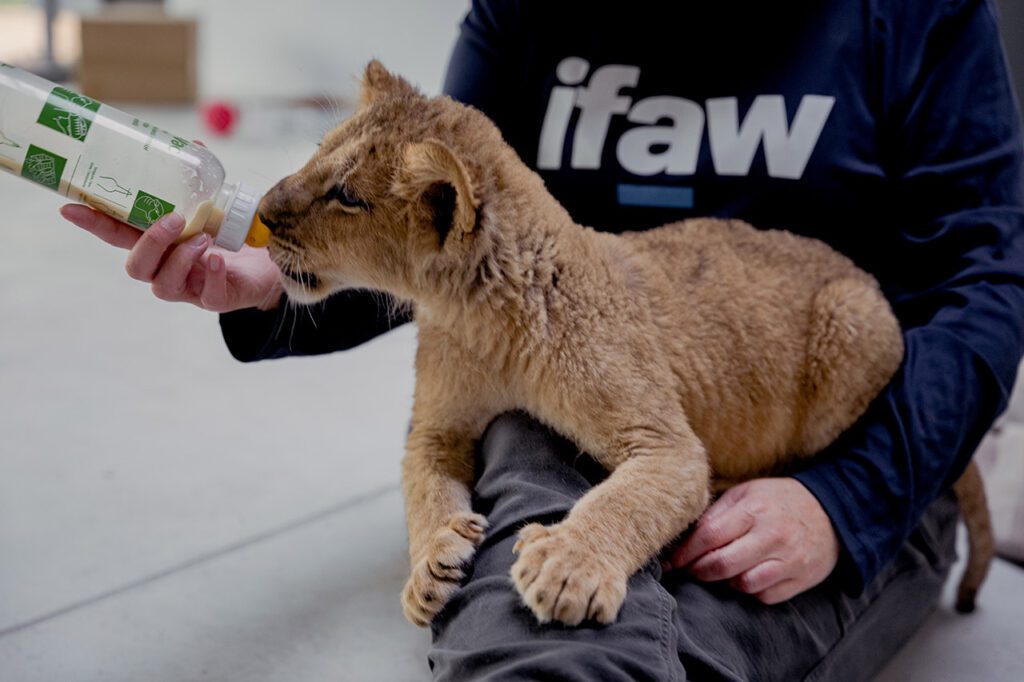 A lion cub rescued from the war in Ukraine drinks from a bottle at Poznan Zoo. Holly-Marie Cato
