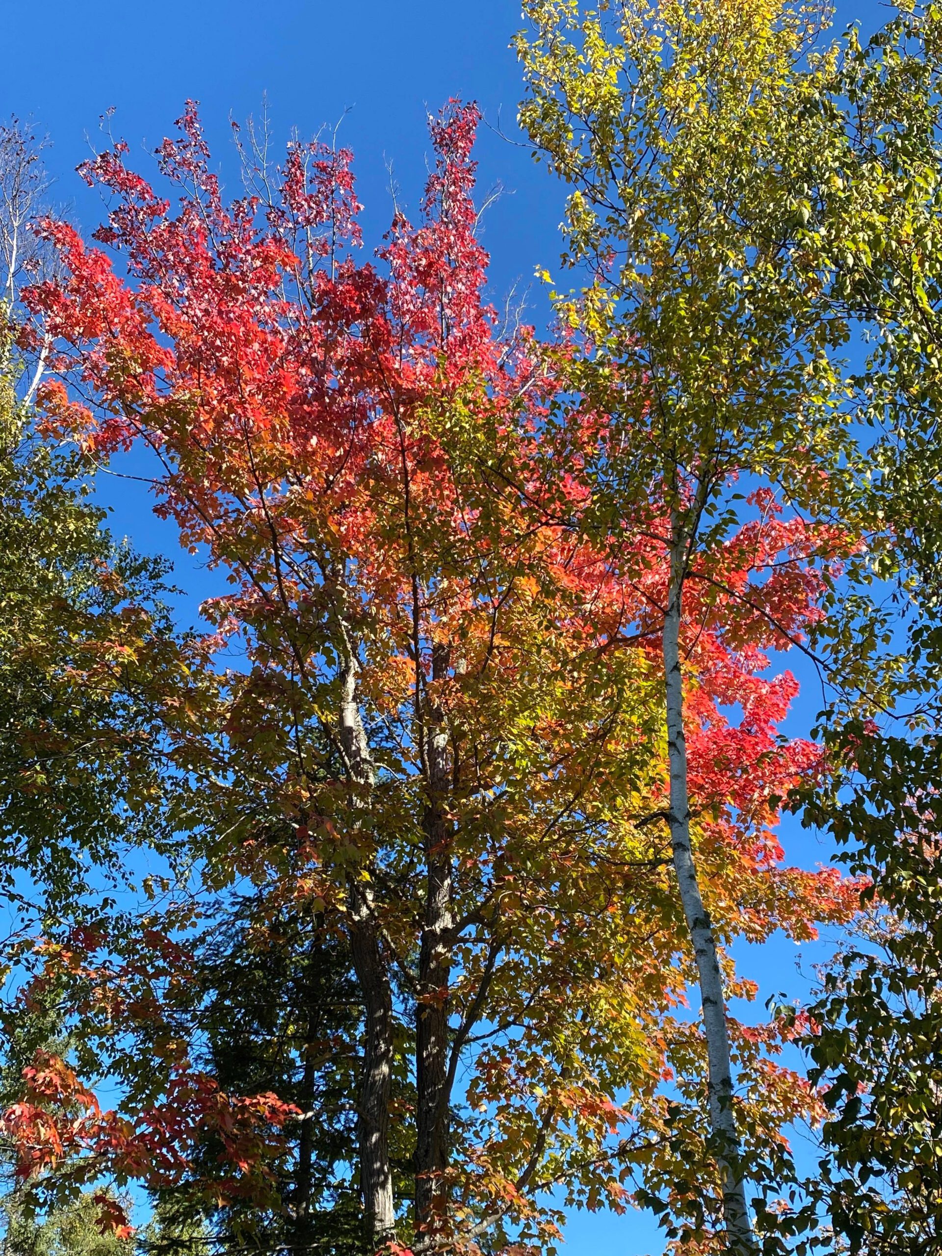 array of fall colors on trees near Cherry MN