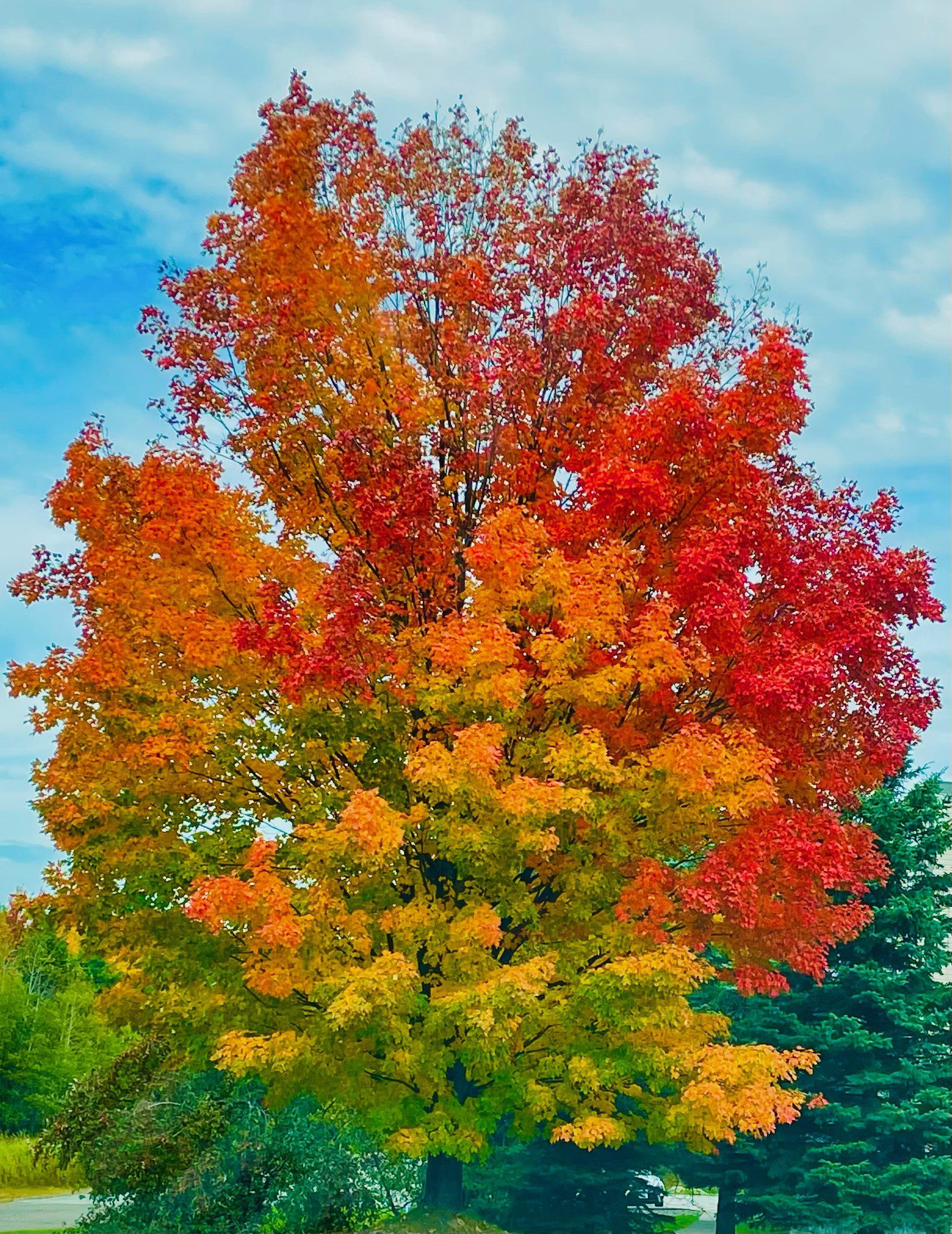 one maple tree with greens, yellows, oranges and reds
