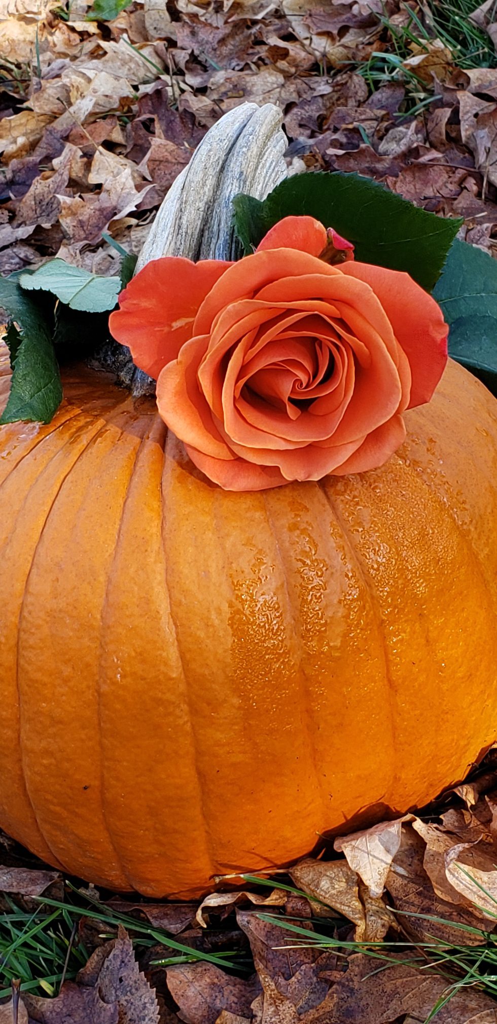 picture of a pumpkin with dried fall leaves and fake orange flower on top by the stem