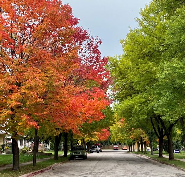 colorful trees on one side of the road, green leaves on the other
