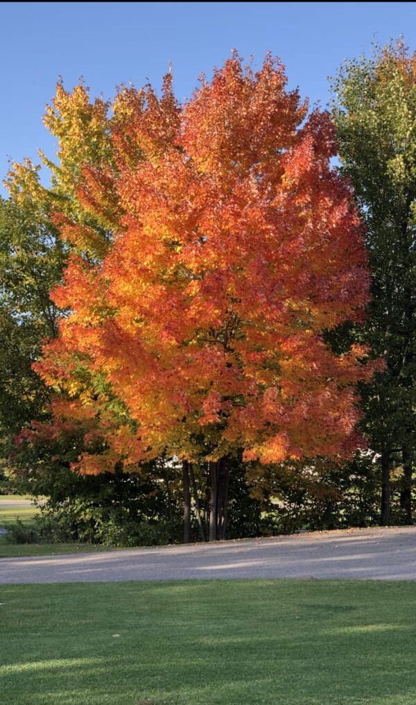 Fall tree in color
