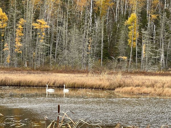 two white swans swim in river with reeds and shoreline behind