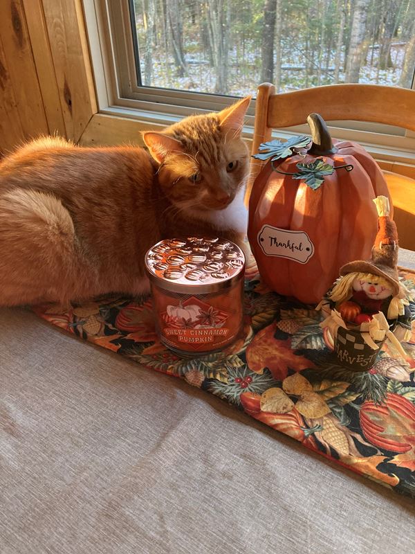 a tabby cat sits on the table near fall decorations