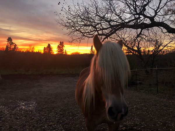 Horse in the foreground with sunset in the background
