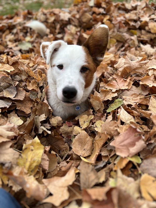 Dog with half white and brown face in leaves