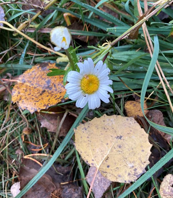 Daisy flower next to fall leaves