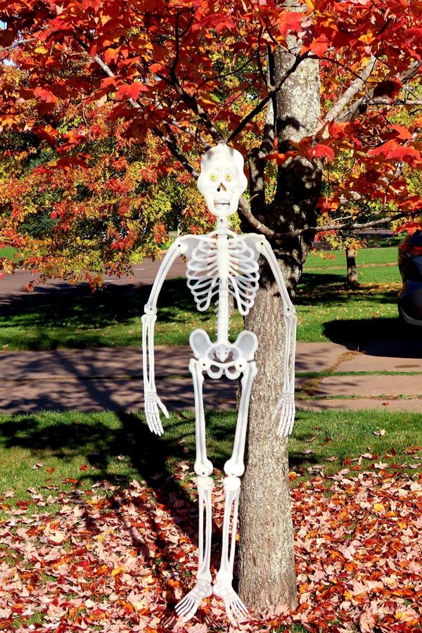 skeleton decoration hangs in maple tree