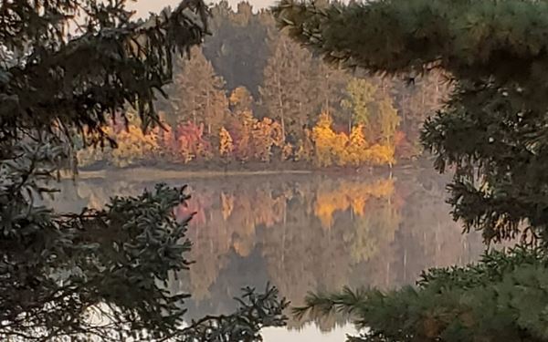 lake framed by pine trees
