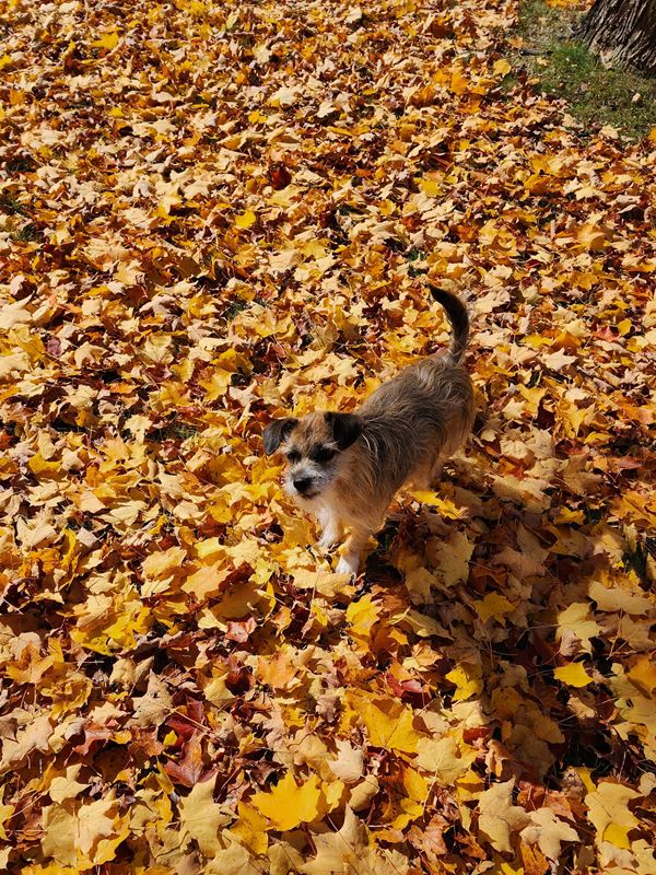 little dog surrounded by fall leaves