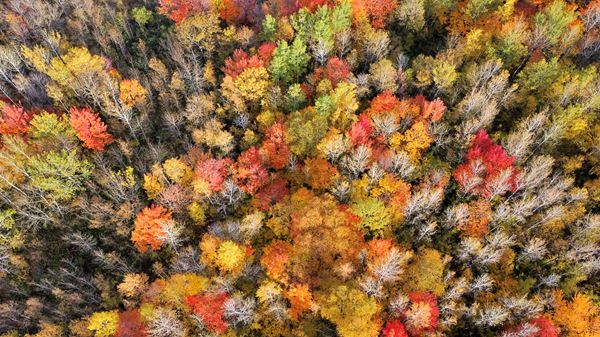 drone view loocking straight down reds yellows and orange colored trees