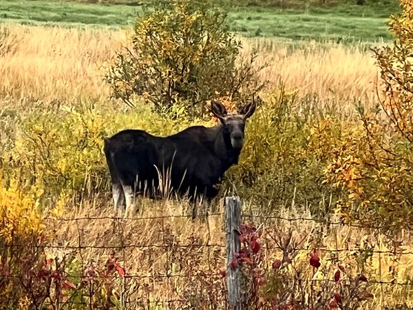 cow moose in a golden field