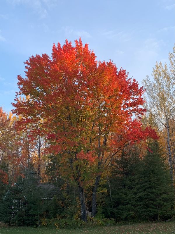 a tree with reds, yellows and shed in the woods