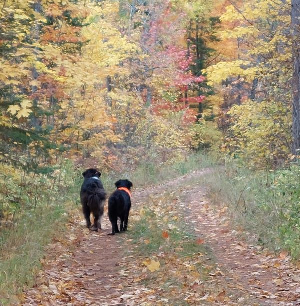 two black dogs walking on a dirt road in the woods during the fall