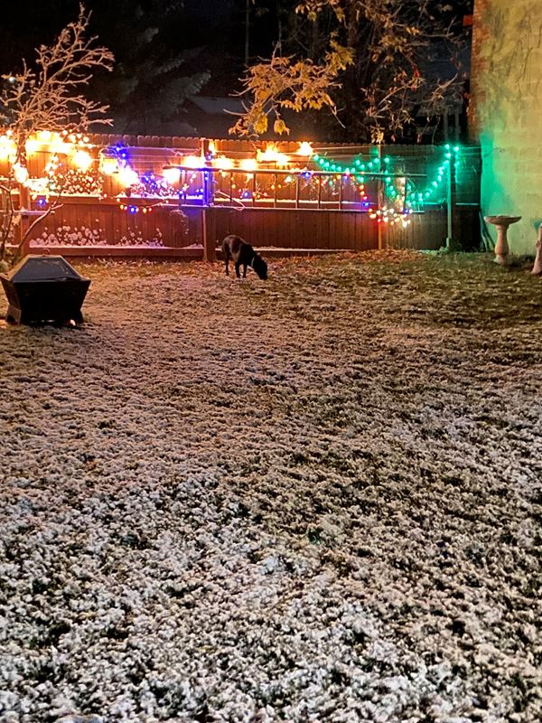 dog sniffs in snow with deck lights behind