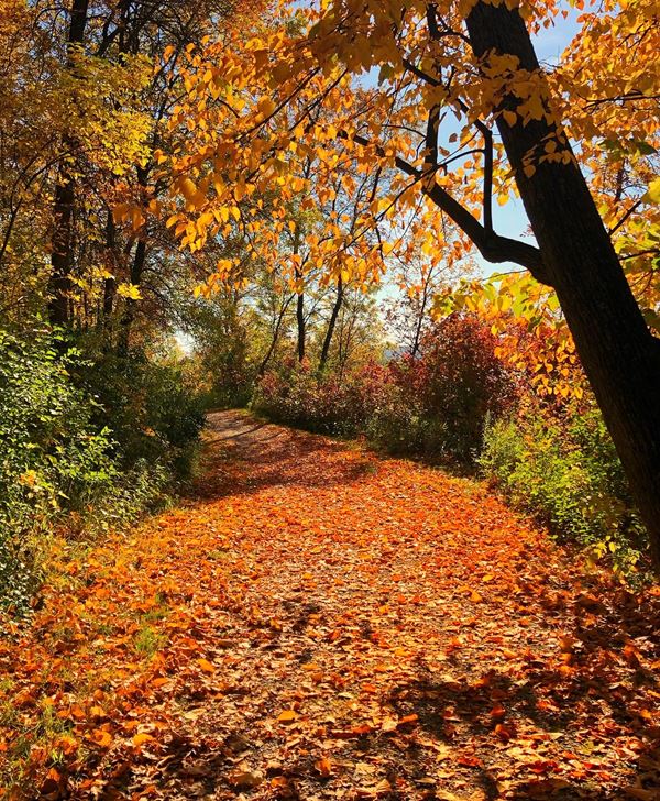 A trail completely covered by fall leaves