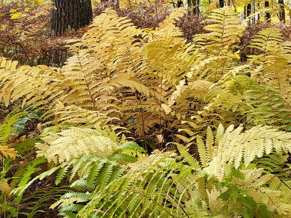 Yellow and brown large ferns