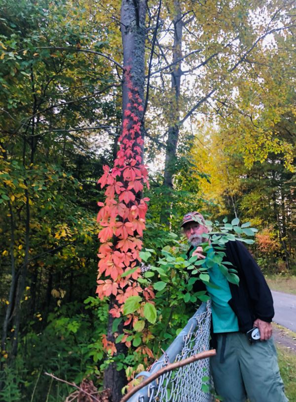 Man stands near fence, red vine creeps up tree trunk
