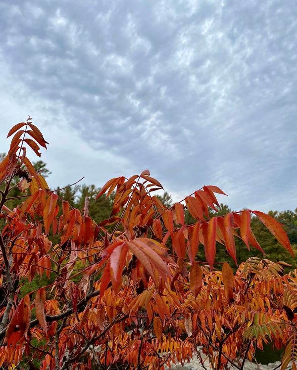 Sumac leaves, orange and red with cloudy sky behind