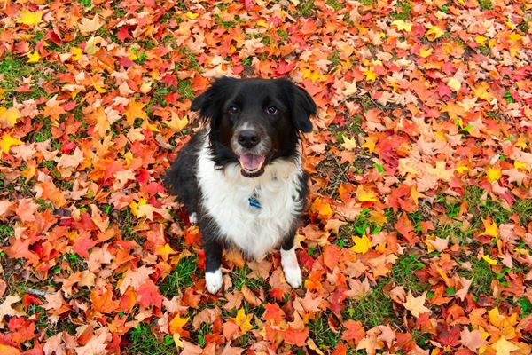 black and white dog sits alert surrounded by fall leaves on grown