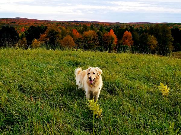 dog on a grassy hill with fall trees behind