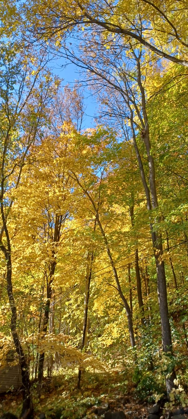 lots of yellow leaves in the woods