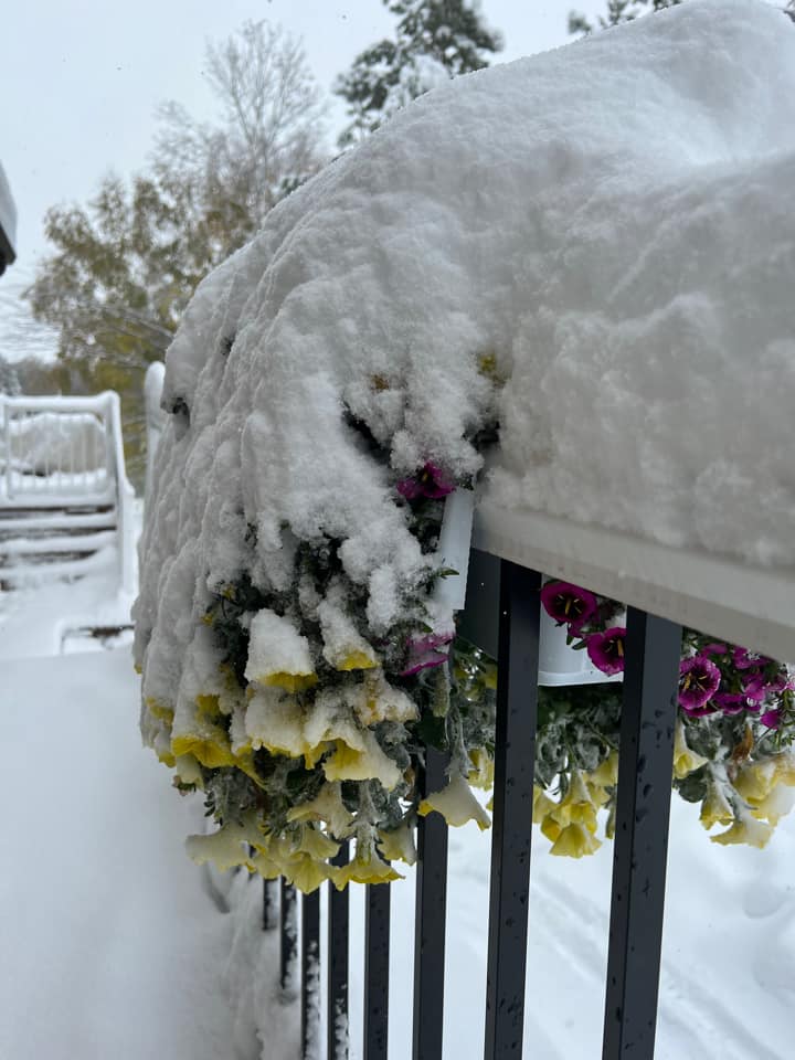 Yellow and purple petunias drooping with snow in Hurley