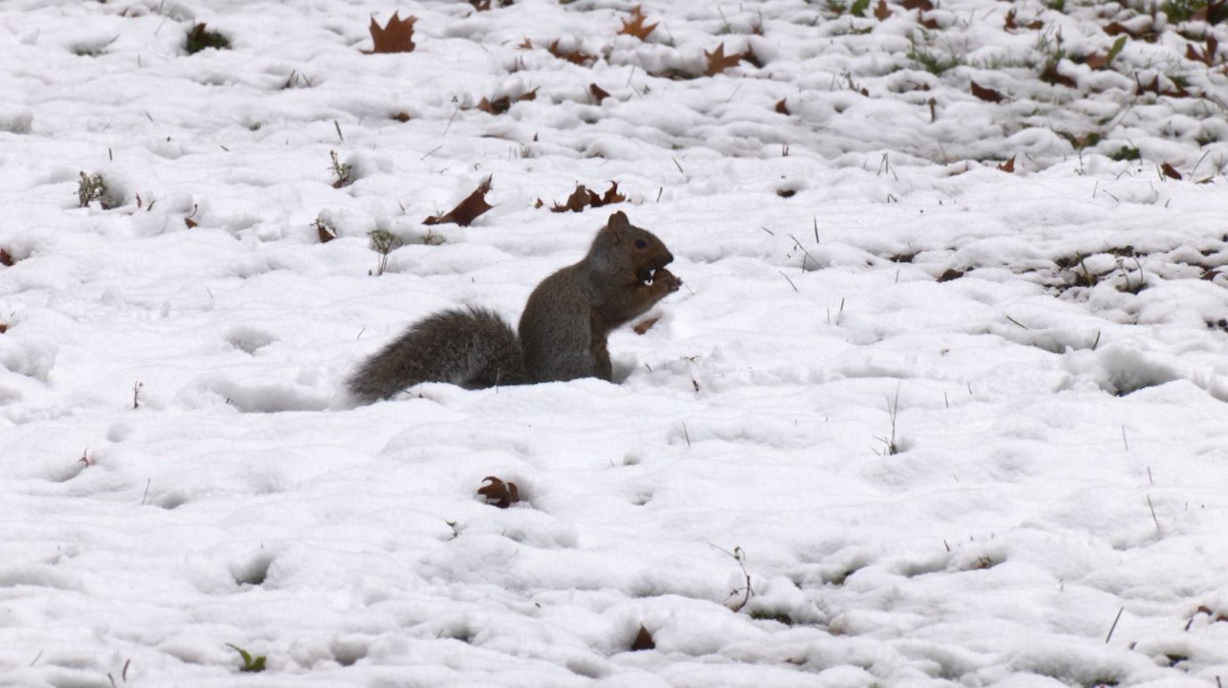 A squirrel holds an acorn in the snow.