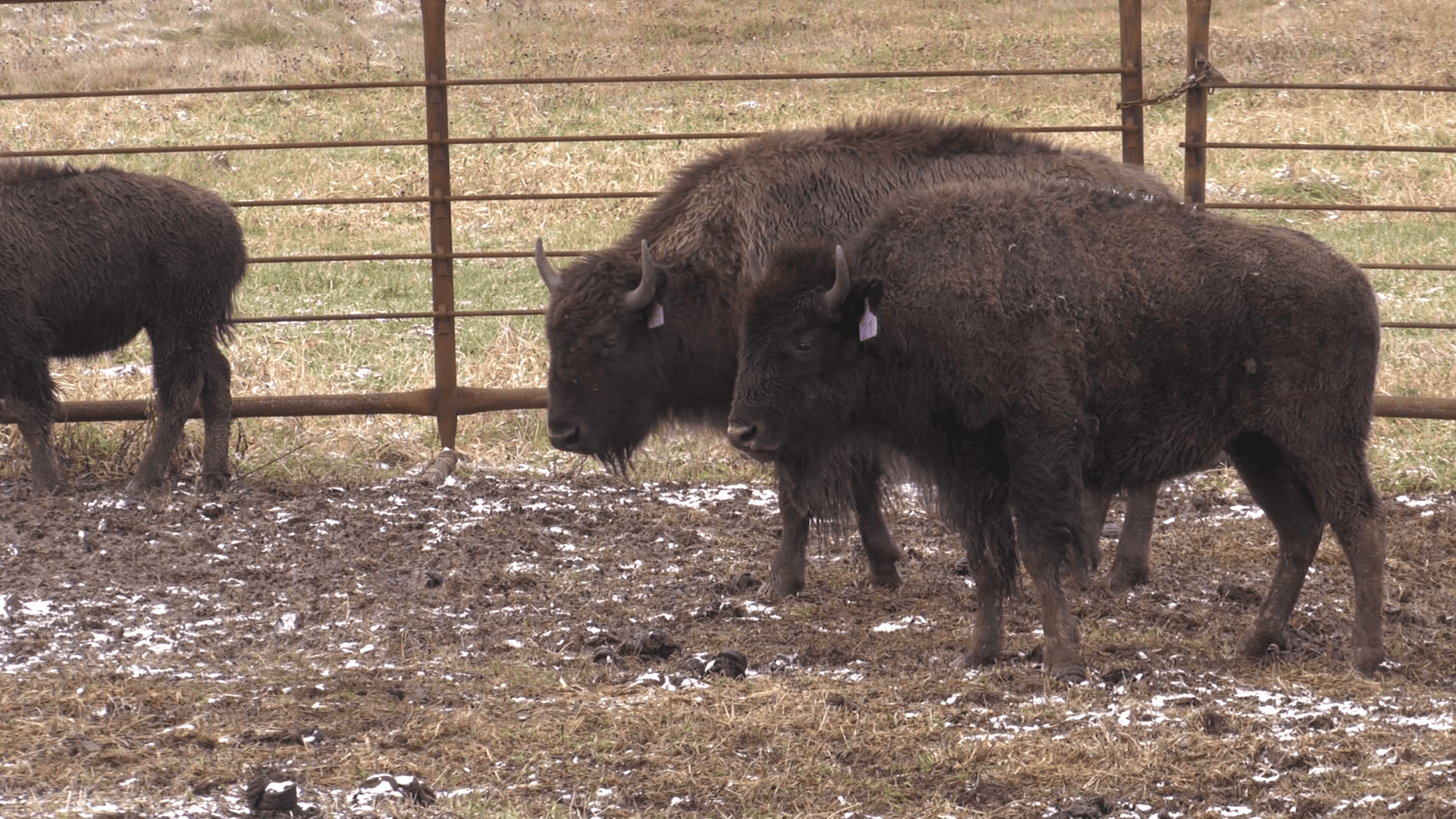 buffalo in a corral