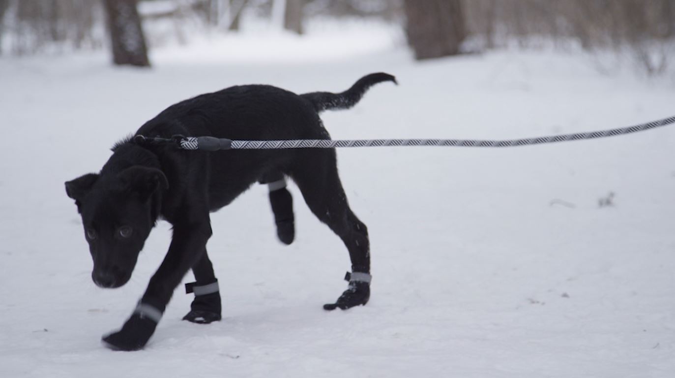 A dog walks in the snow with booties on