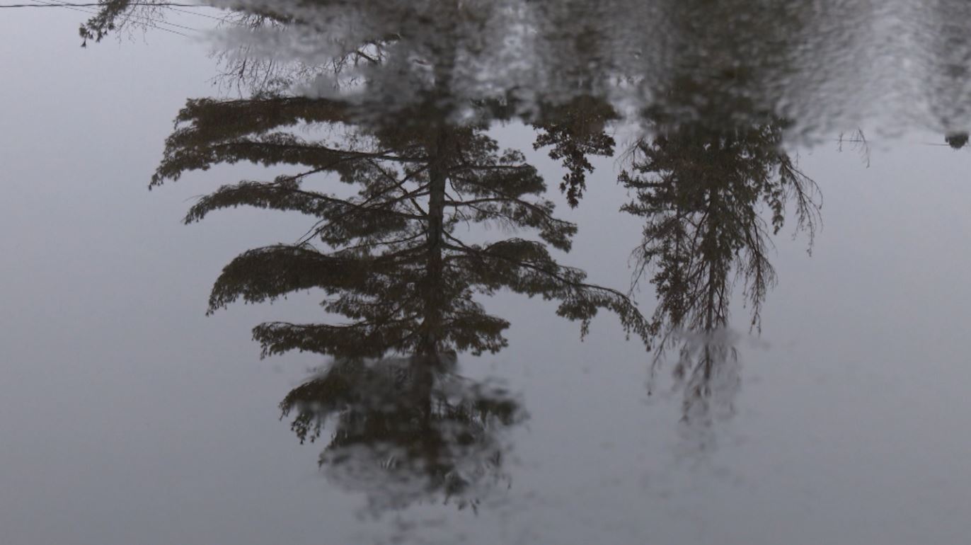 Trees are reflected in the Lester River