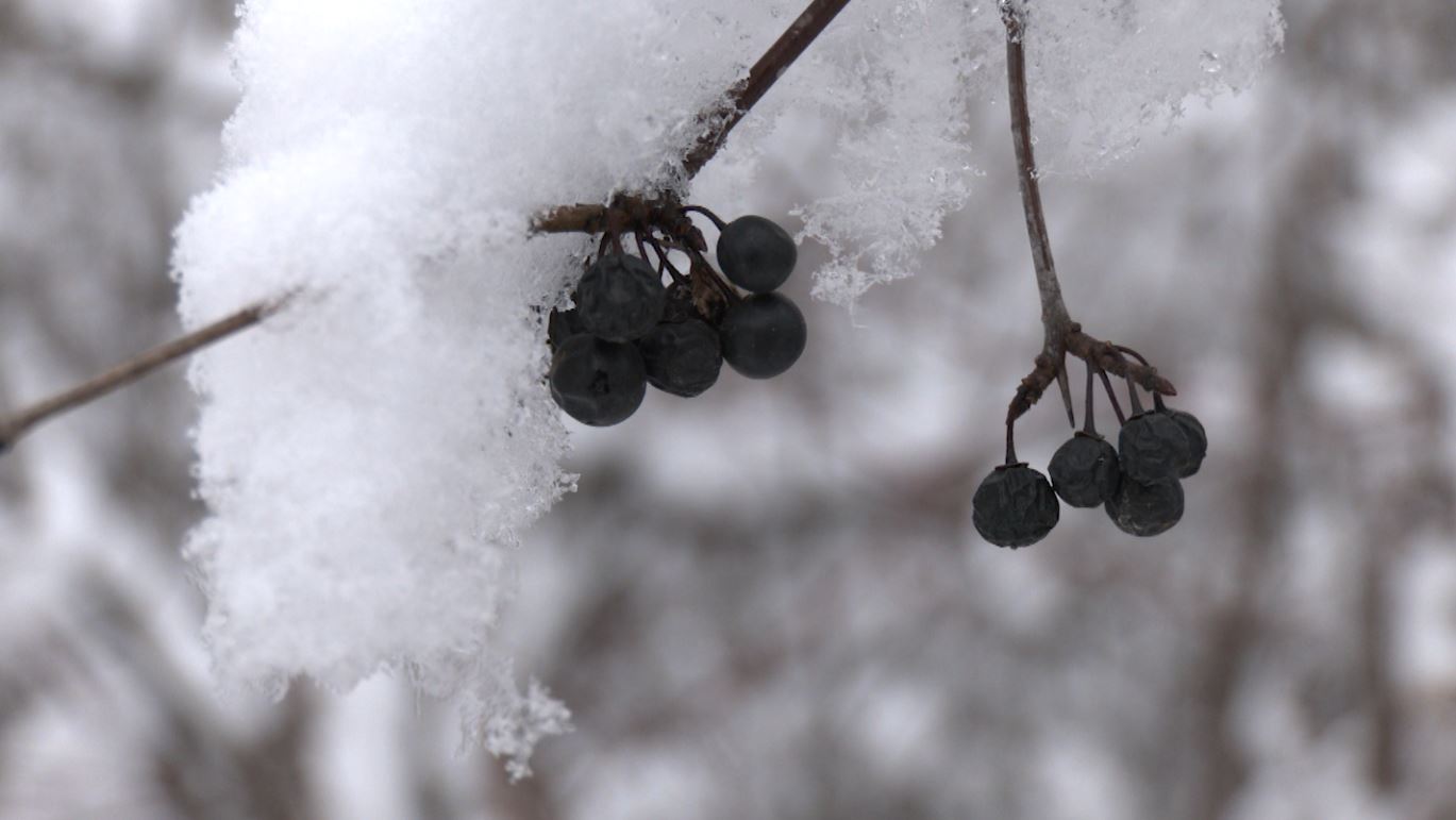 Snow covers berries hanging off a branch