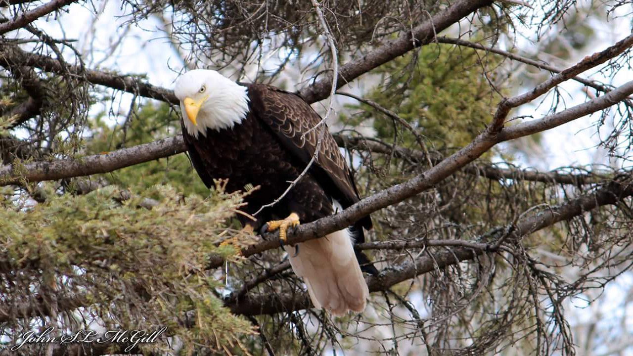 picture of bald eagle on a branch staring down