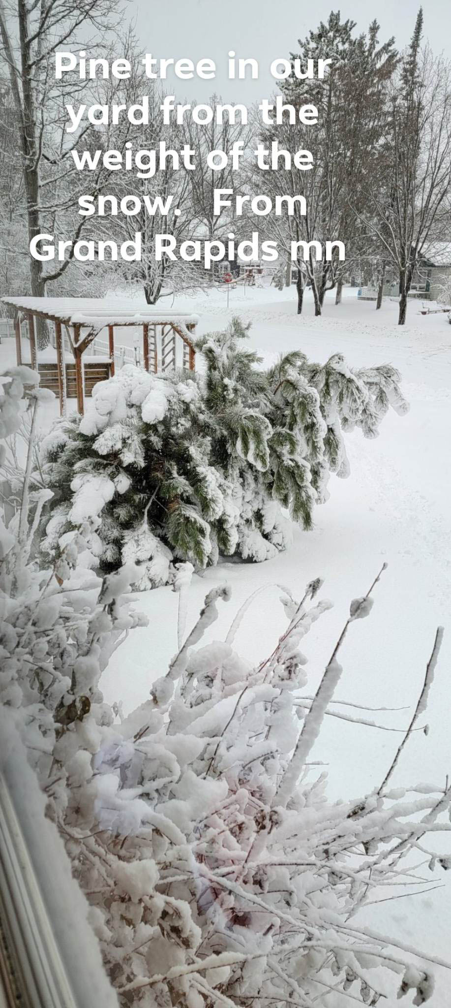 picture taken out a window of a pine tree leaning over covered in snow