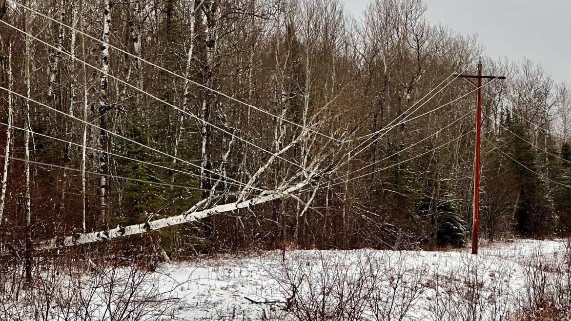 A tree laying on a power line