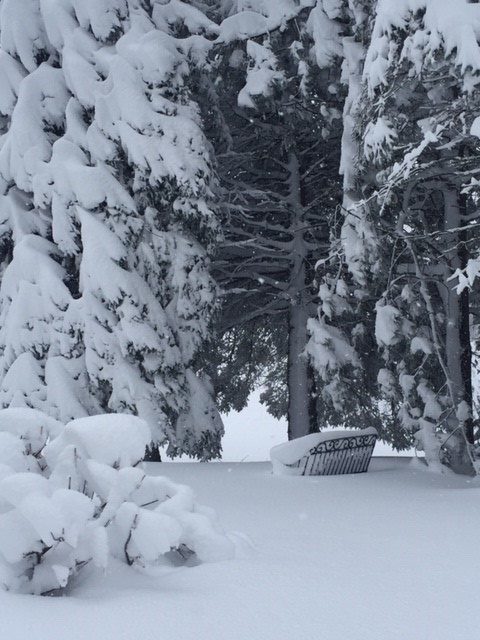 Heavy snow weighing down trees and burying a bench
