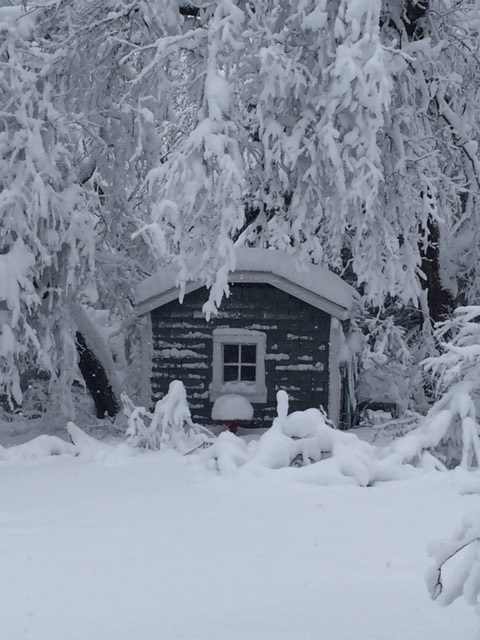 Shed in woods buried under heavy snow accumulation