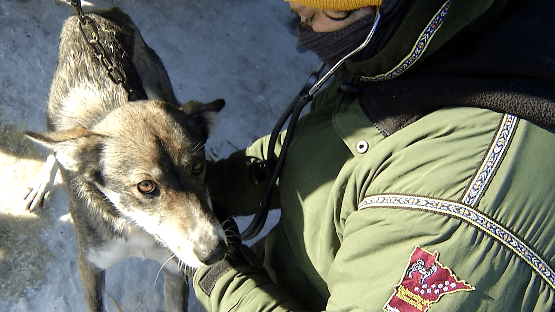 Beargrease vet checks